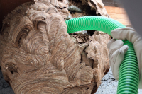 16.03.2025 - Grundausbildung zum Nestentferner Vespa velutina, Teil 2