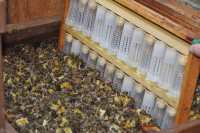 09.05.26 - Königinnenzucht - Praxis mit Zuchtstoffabgabe