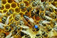 Aufzucht von Bienenköniginnen - Zuchtverfahren, Gerätschaften, Zuchtplanung