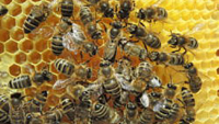 31.10.2026 - Genuß und Wohlbefinden aus dem Bienenvolk