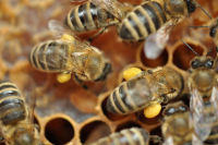 Imkerliche Nebenprodukte - Propolis, Pollen, und Met - Gewinnung, Verarbeitung und Vermarktung