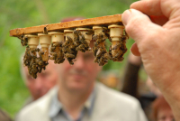 12.4. - Aufzucht von Bienenköniginnen - Zuchtverfahren, Gerätschaften, Zuchtplanung