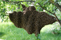 Aufzucht von Bienenköniginnen - Zuchtverfahren, Gerätschaften, Zuchtplanung