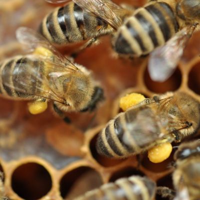 Imkerliche Nebenprodukte - Propolis, Pollen, und Met - Gewinnung, Verarbeitung und Vermarktung