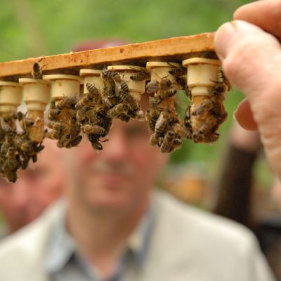 Aufzucht von Bienenköniginnen - Zuchtverfahren, Gerätschaften, Zuchtplanung