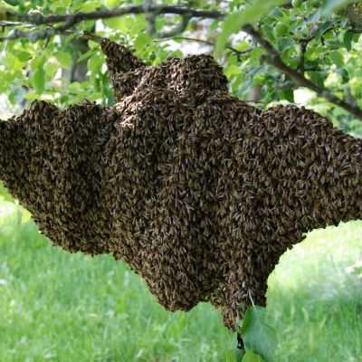 Aufzucht von Bienenköniginnen - Zuchtverfahren, Gerätschaften, Zuchtplanung