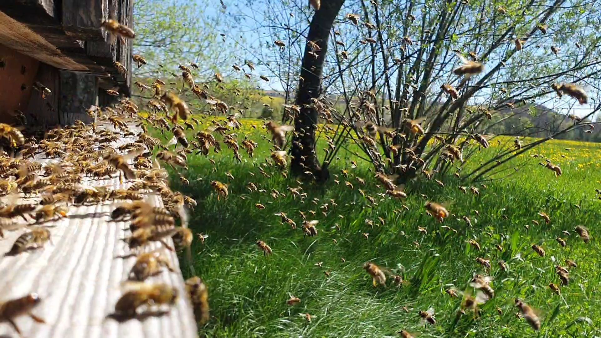 Bienenflug